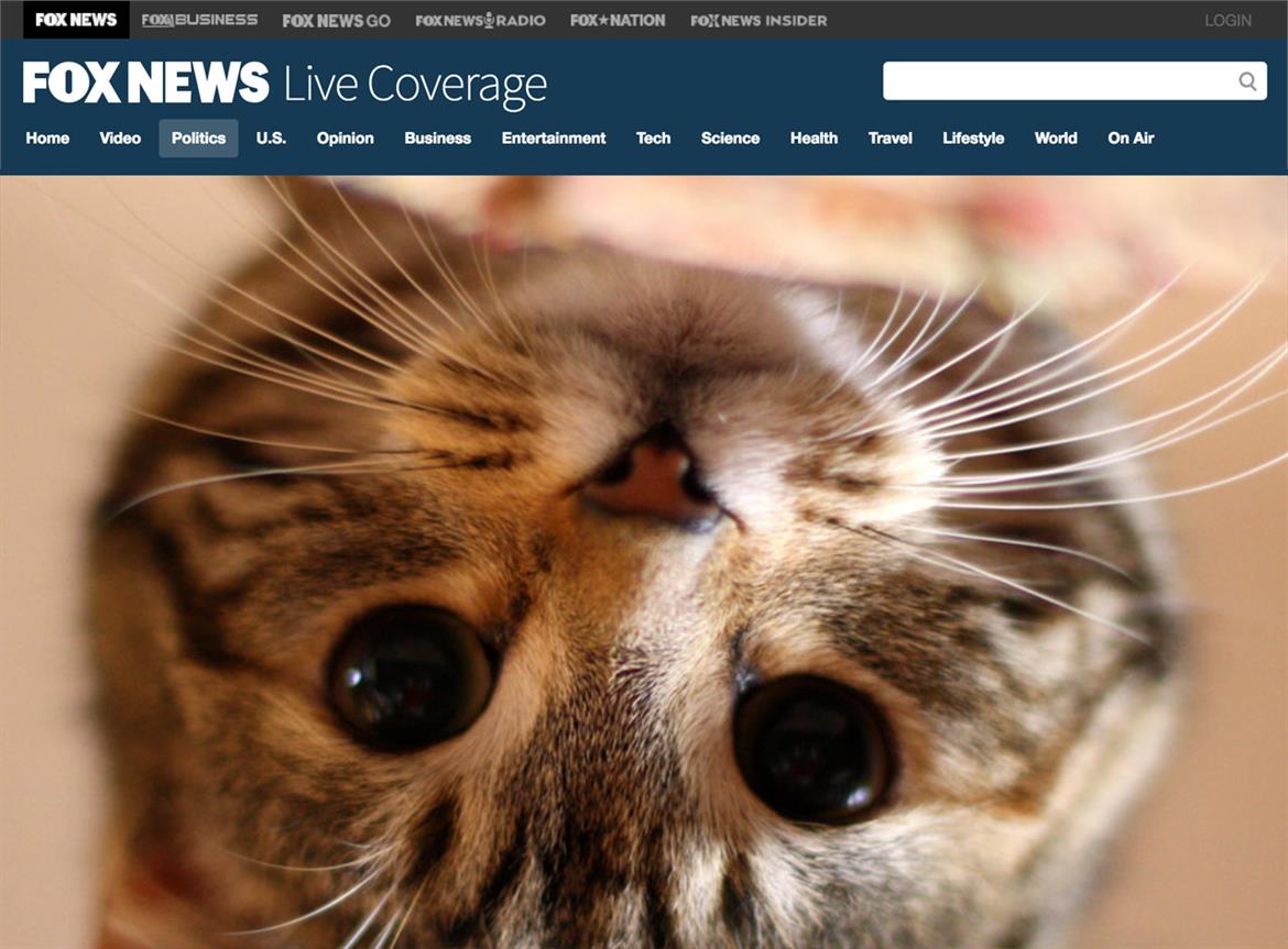 Make America Kitten Again! Chrome Extension Replaces Pictures of Trump With Cuddly Kitties
