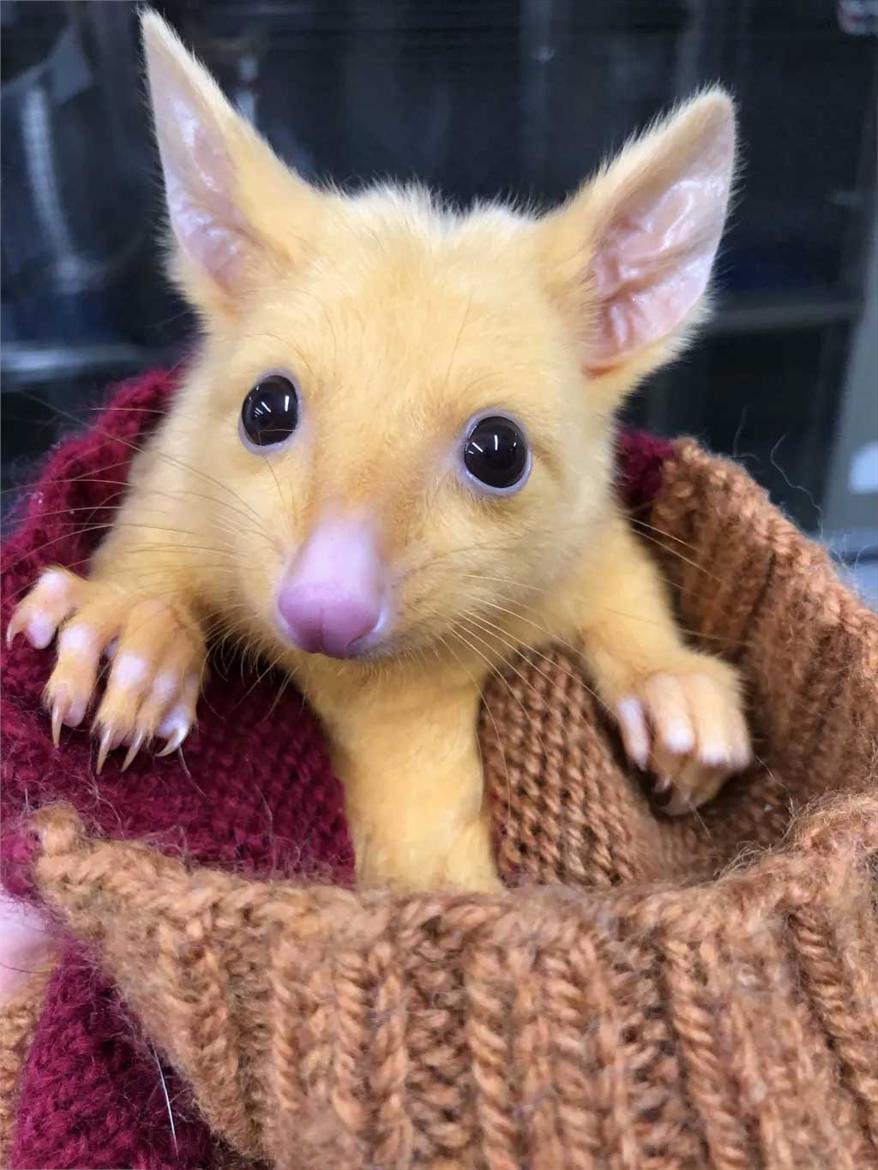 Yes, This Cute Little Possum Mutant Looks Just Like A Pikachu