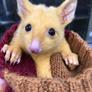 Yes, This Cute Little Possum Mutant Looks Just Like A Pikachu