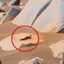 This Mars Surface Photo Has People Freaking Out With Claims Of Alien Life